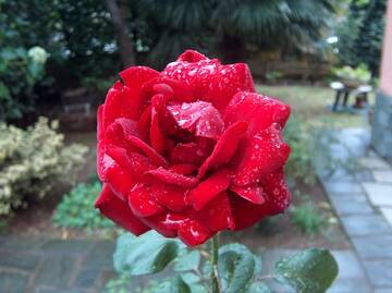ipo's rose